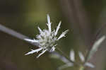 Blueflower eryngo